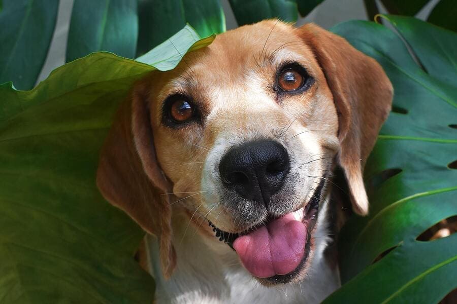 benauwdheid bij honden_wat te doen, oorzaken, symptomen en behandeling_vernevelen met fysiologisch zout helpt_banner