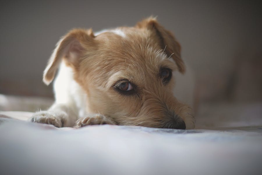 Huisideren-zoals-hond-en-kat-met-luchtwegklachten-zoals-hoesten-en-benauwdheid