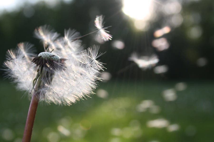 hooikoorts bij huisdieren een seizoensallergie door pollen, bomen en grassen