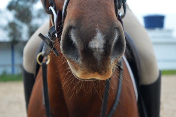 RAO bij paarden; oorzaak- behandeling, verneveltherapie uitgelegd