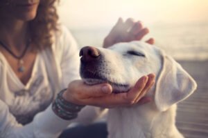 hittestress bij honden; de symptomen, wat te doen en hoe te voorkomen?