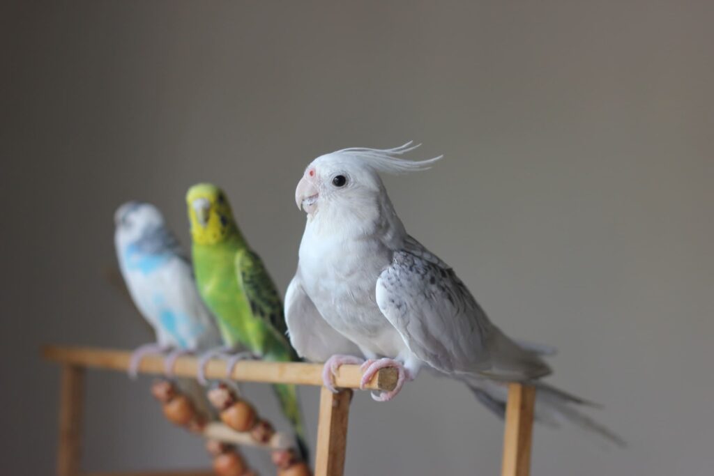 Behandeling van psittacose bij vogels met vernevelaar_