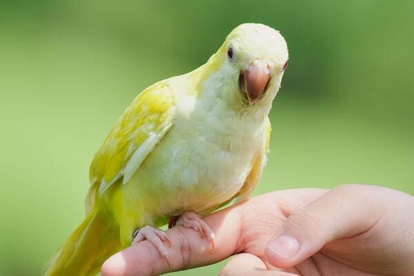 Medicijnen vernevelen bij vogels met behulp van een vernevelapparaat bewezen effectief door universiteit utrecht faculteit diergeneeskunde