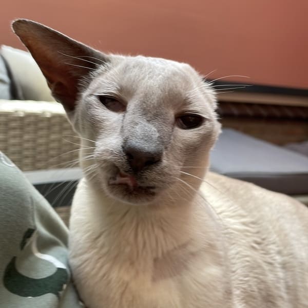 Pridee_kat met chronische niesziekte