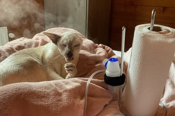 benauwdheid, hoesten, rhinitis en niesziekte behandelen met een vernevelapparaat zoals Pride de kat met niesziekte
