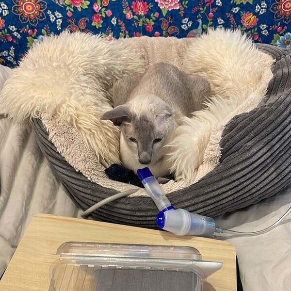 natuurlijke oplossing voor chronische niesziekte dankzij vernevelen. Pride kijkt cat tv op youtube tijdens het vernevelen