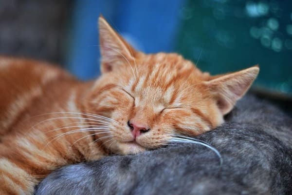 Astma bij katten_klachten, symptomen en behandeling