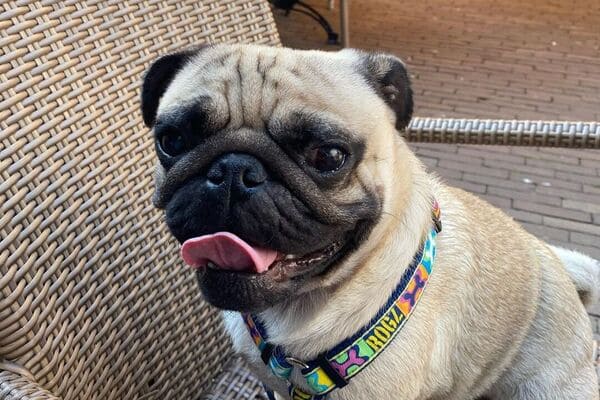 Charlie the pug from holland_hoe vernevelen hielp bij zijn benauwdheid en ademhaling_
