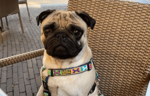 Charlie the pug from holland_mopshond met benauwdheidsklachten_