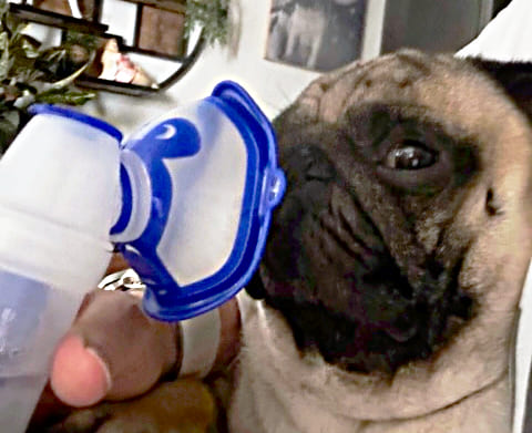 zoutverneveling voor honden bij benauwdheid, moeilijke ademhaling, verstopte neus en platte neus