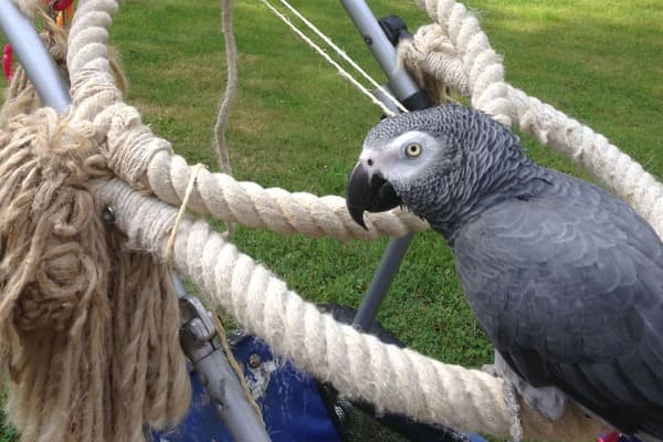 PapegaaiJos_de grondlegger van verneveltherapie bij dieren