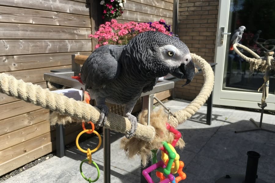 Pepegaai Jos met schimmelinfectie herstelde dankzij vernevelen