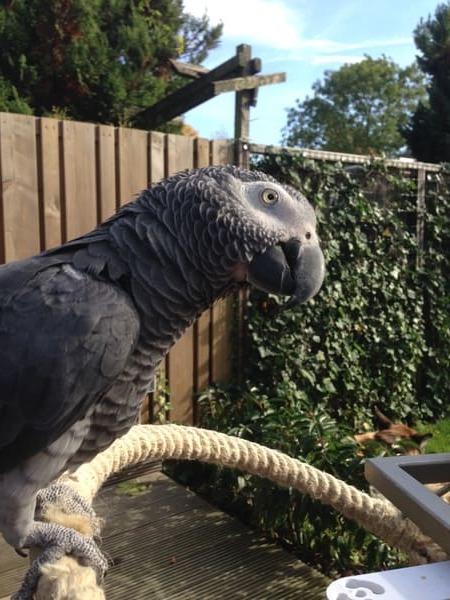 schimmelinfect bij vogel behandeling