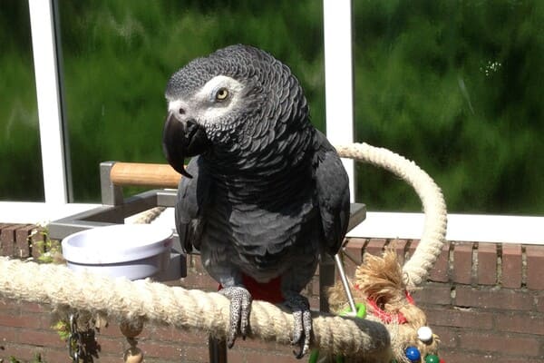 wat te doen bij schimmelinfectie vogel_vernevelen zoals papegaai jos