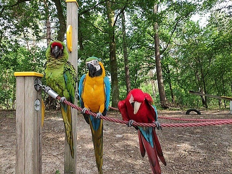 De-chronische-aspergillose-van-ara-Poemke-hoe-zijn-benauwdheid-kwam-en-verdween