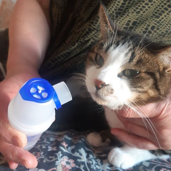 Dobby_kat verneveling bij astmatische bronchitis en chronische niesziekte_