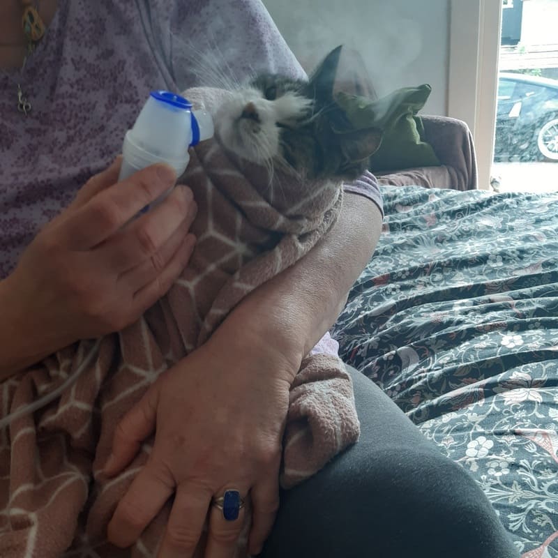 Dobby_kat verneveling bij astmatische bronchitis en chronische niesziekte_in deken gewikkeld
