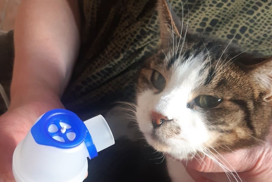 Dobby_vernevelen-bij-katten-met-chronische-niesziekte-benauwdheid-niesziektevirus-of-astmatische-bronchitis