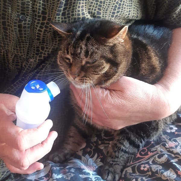 Tuffy met niesziektevirus en benauwdheid geholpen door verneveltherapie