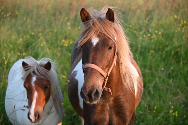 Vernevelen bij paarden - Verbeter Ademhaling en Prestaties