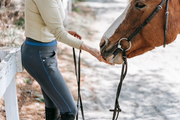 paardenvernevelaar en paardenmasker voor betere gezondheid en prestaties