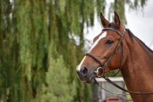 paarden-vernevelaar_-vernevelen-bij-paarden