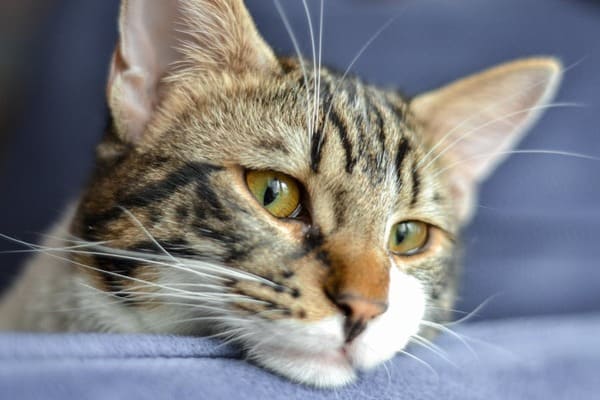 kat met botsplinters oplossing door inhalator