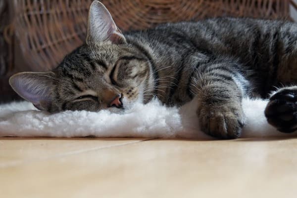 kat met botsplinters vernevelt en wordt weer beter