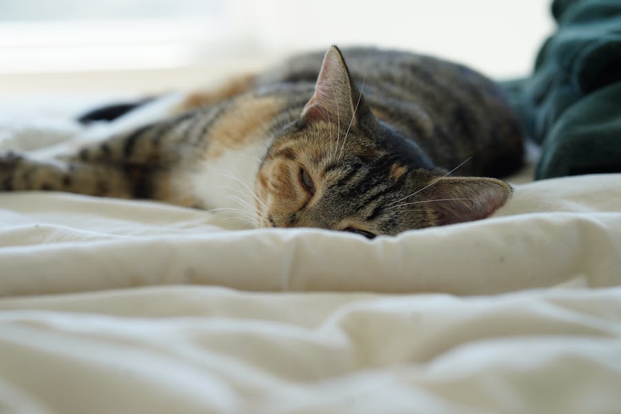 hittestress bij dieren en benauwdheid bij warmte