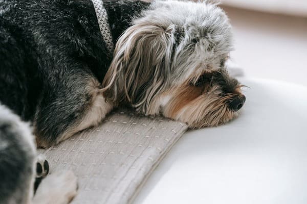 warmtestress bij dieren zoals een hond die ligt uitgeput door benauwdheid bij hitte.jpg