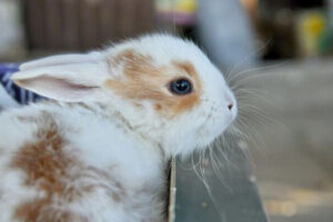 knaagdieren vernevelen zoals konijnen,cavia, hamster