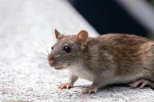 ratten vernevelen met fysiologisch zout lavernevela