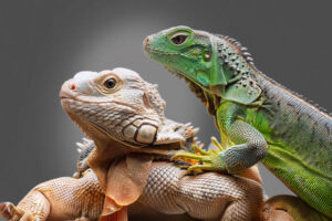 reptielen vernevelen zoals leguanen, slangen, schildpadden en kikkers