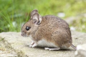 vernevelen muizen lavernevela dieren vernevelen